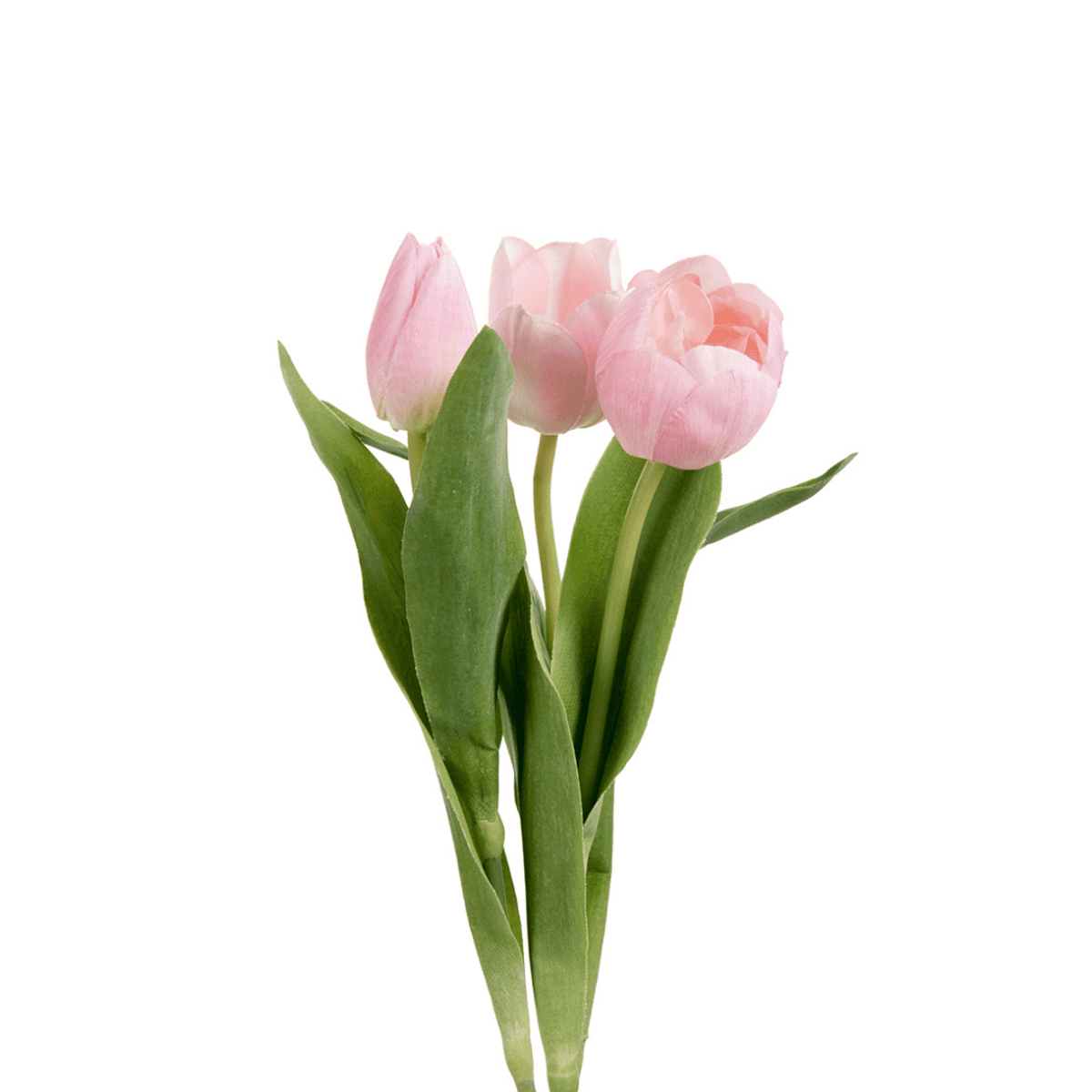 Mr. Plant Tulipan, rosa